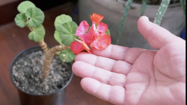 女性の手は優しくポットに咲くゼラニウムの花のピンクの花びらに触れています 太陽の光で緑の葉で花を咲かせます 窓辺の屋内薬用植物のホームケア — ストック動画