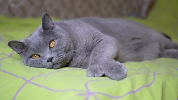 Zamknij Się Szary Puszysty Brytyjski Kot Leżący Łóżku Patrzący Kamerę — Wideo stockowe