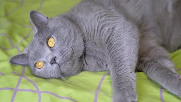Зблизька Британський Кіт Грей Флуфі Лежить Ліжку Дивлячись Камеру Відпочинок — стокове відео