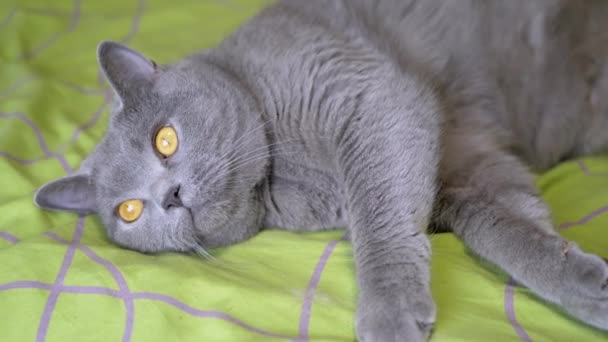 Großaufnahme Graue Flauschige Britische Katze Liegt Bett Blickt Die Kamera — Stockvideo