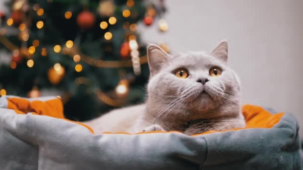 ふわふわ英国の猫は フリッカーライトの背景にある柔らかいベッドで休んでいます 顔を閉じてください 緑色の目をした疲れ猫が動きを見て見上げます クリスマスツリーの背景がぼやけています ペット — ストック動画