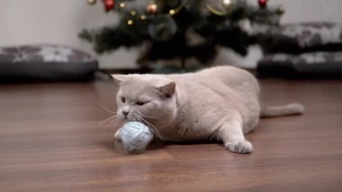 Komik Gri Ev Kedisi Yerde Yünlü İplik Topuyla Oynuyor. Yumuşak bir kedi yerde yatar, bir Noel ağacının arka planında yünlü bir topu yalar, ısırır. Ağır çekim. Evcil hayvan oyunları.