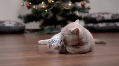 Komik Gri Ev Kedisi Yerde Yünlü İplik Topuyla Oynuyor. Yumuşak bir kedi yerde yatar, bir Noel ağacının arka planında yünlü bir topu yalar, ısırır. Ağır çekim. Evcil hayvan oyunları.