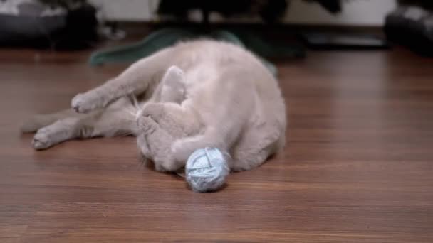 Juguetón Divertido Gris Gato Doméstico Juega Con Una Bola Hilos — Vídeo de stock