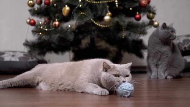 有趣的灰色家猫与毛线球在地板上玩耍 毛绒绒的猫用牙齿咬球 在模糊的背景中 有第二只猫和一棵圣诞树 两只猫宠物游戏 — 图库视频影像