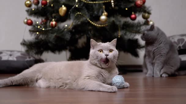 Yorgun Gri Kedisi Yerde Yünlü Plik Topuyla Oynuyor Kedi Pençeleriyle — Stok video