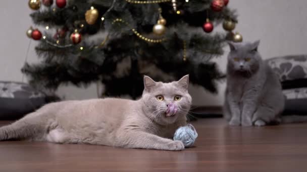 床に毛むくじゃらの糸のボールで疲れた面白い灰色の国内猫の遊び場 猫は足のついたボールを持ち 唇をなめてカメラを見る クリスマスツリー 猫2匹 ペットゲーム ホームインテリア — ストック動画