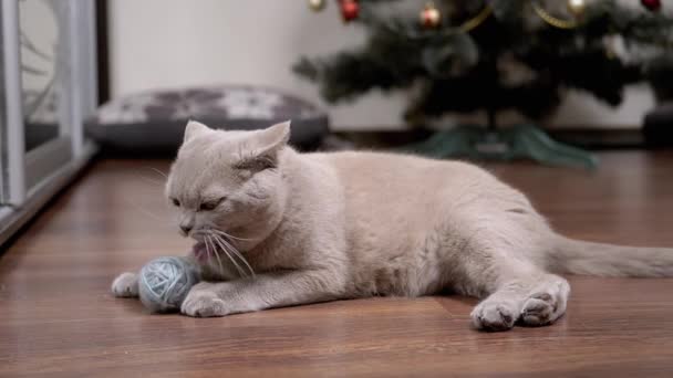 床に毛むくじゃらの糸のボールで遊ぶ面白い灰色の国内猫 ふわふわの猫が床に横たわっていて クリスマスツリーの背景に毛糸玉を噛んでいます スローモーション ペットゲーム — ストック動画