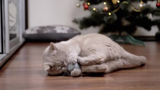 床に毛むくじゃらの糸のボールで遊ぶ面白い灰色の国内猫 ふわふわの猫は床に横たわっています リック グラブ 部屋にクリスマスツリーの背景に芝生とウールのボールを打ちます — ストック動画