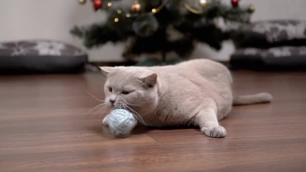 床に毛むくじゃらの糸のボールで遊ぶ面白い灰色の国内猫 ふわふわの猫が床に横たわっていて クリスマスツリーの背景に毛糸玉を噛んでいます スローモーション ペットゲーム — ストック動画