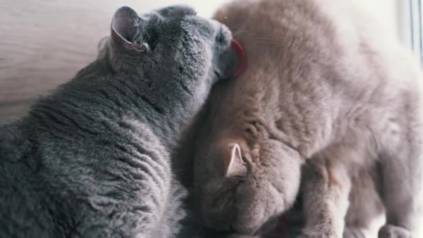 Două Pisici Britanice Pufoase Spală Reciproc Blană Limbile Lor Îngrijirea — Videoclip de stoc