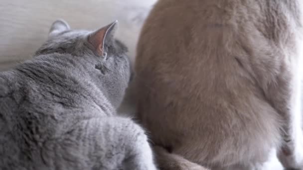 Close Two Fat Fluffy Britse Katten Wassen Elkaar Met Hun — Stockvideo