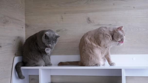 Dwa Puszyste Brytyjskie Koty Myją Futro Językami Myją Twarze Siedzą — Wideo stockowe