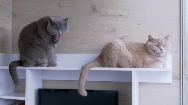Dwa Puszyste Brytyjskie Koty Myją Futro Językami Siedzącymi Przy Oknie — Wideo stockowe