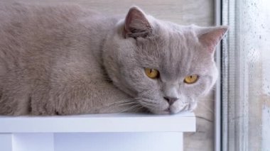 Gri tüylü İngiliz Kedisi Pencere kenarındaki pencere eşiğinde dinleniyor. Yeşil gözlü yorgun kedi balkonda güneş ışığında ısınıyor, pencereden sokağa bakıyor. Yaşam tarzları. Evcil hayvanlar.