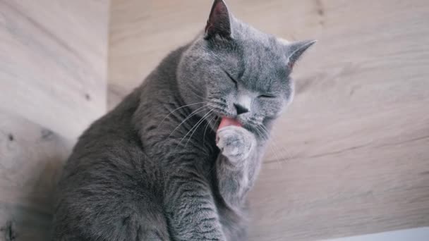Primo Piano Ritratto Big Gray Fluffy Cat Licks Zampa Lava — Video Stock