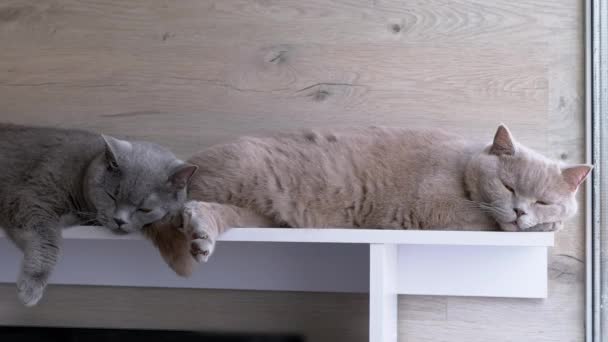 Close Two Gray Fluffy Britse Katten Slapen Een Plank Bij — Stockvideo