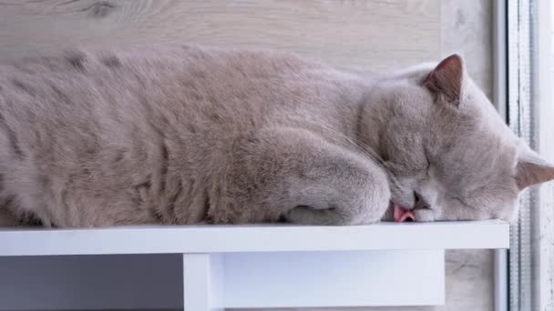 Slapen Grijs Pluizig Britse Kat Strekte Zich Uit Vensterbank Buurt — Stockvideo
