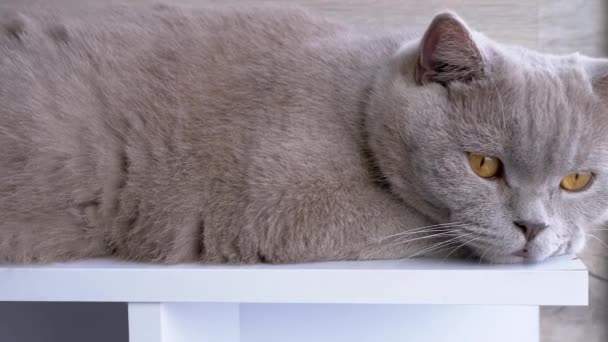 灰蒙蒙的英国猫躺在窗边的窗台上休息 疲惫的绿眼睛猫在阳台上晒着阳光 看着窗外的街道 生活方式 — 图库视频影像