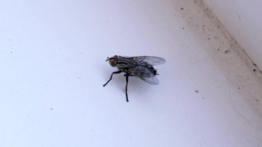 Büyük Gri Sinek Kirli Beyaz Pencerede Oturuyor, Temiz Kanatlar, Pençeler. Odanın içinde uçan bir gübre sineği cesedi. Kırmızı gözlü böcek beyaz arka planda sürünür. İzole edilmiş. Işık. Hijyen.