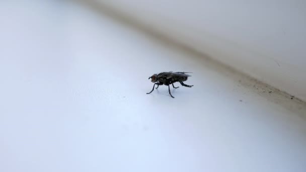 Large Gray Fly Sitting Dirty White Windowsill Cleaning Wings Paws — Stock Video