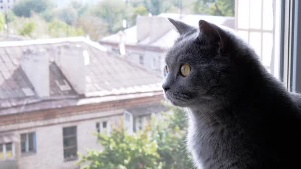 Крупным Планом Любопытный Серый Пушистый Британский Кот Выглядывающий Окна Улицу — стоковое видео