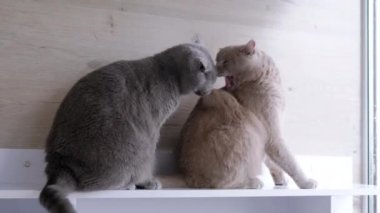 Kurnaz İngiliz Tüylü Gri Kedi İkinci Kedi 'ye Saldırıyor, Sırtından Isırıyor. İki evcil kedi dinleniyor, oynuyor, güneş ışığının altında pencerenin kenarındaki bir rafta oturuyor. Yün yumağı. Hayvan davranışları.