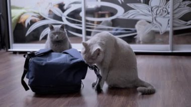 İki Gri Kabarık İngiliz Kedisi Terk Edilmiş Okul Sırt Çantasını Koklarken Yerde. Meraklı soy ağacı hayvanları odadaki nesneyi inceler. Yeni şeylere ilgi duyan bir kedi. Hayvan davranışları. Oyun bitti. İç mimari.