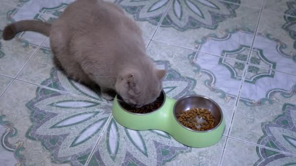 Głodny Szary Puszysty Brytyjski Kot Suche Jedzenie Metalowej Miski Widok — Wideo stockowe