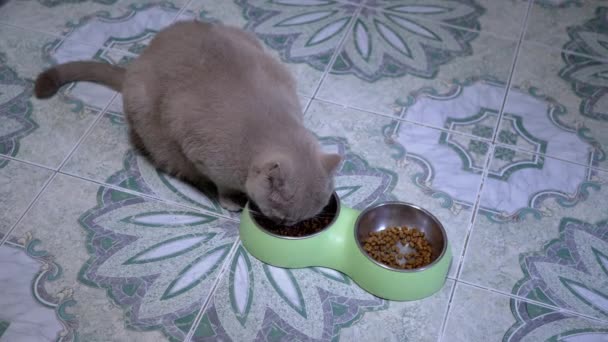 空腹の灰色ふわふわの英国の猫は金属製のボウルからドライフードを食べます 最上階だ 顆粒中の乾燥食品 動物の健康的で健康的な食べ物 食物摂取量 ペットの飼育と飼育の概念 タイルだ ペットフード — ストック動画