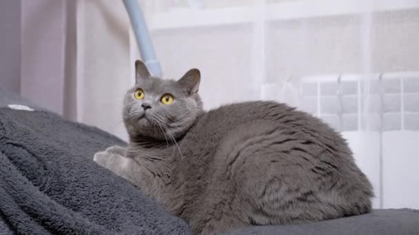 Fluffy Gray Domestic Cat Pihen Egy Puha Kanapén Szobában Figyeli — Stock videók