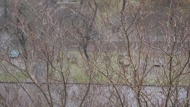 霧雨の背景にある裸の木の枝への窓からの眺め カメラの動きだ 地下室 道路アスファルトの道路と裏庭 曇った秋の寒い日 雨の日だ 雨が降る — ストック動画