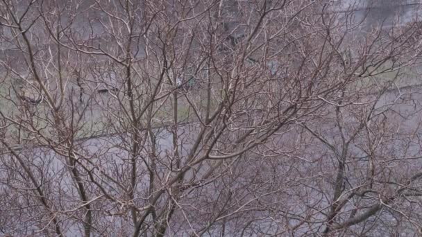 霧雨の背景にある裸の木の枝への窓からの眺め カメラの動きだ 地下室 通りの道路と裏庭 曇った秋の寒い日 雨の日だ 秋の雨滴 — ストック動画