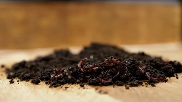 Κοντινό Πλάνο Σύρσιμο Red Earthworms Μαύρο Έδαφος Απομονωμένο Ξύλινο Φόντο — Αρχείο Βίντεο