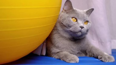 Gri Yerli İngiliz Kedisi Büyük Sarı Spor Salonu 'nun yanında dinleniyor. Yeşil gözlü şişman bir safkan kedi bir perdenin arkasında saklanıyor, mavi bir paspasın üzerinde oturuyor, etrafa bakıyor. Evcil hayvanlar, spor.