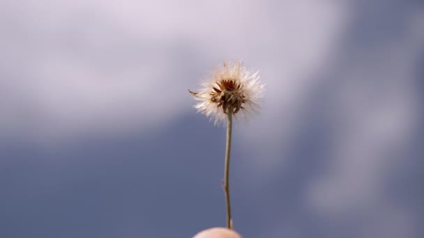 Hand Holds Stretches Dandelion Blue Sky Clouds Rays Sunlight Fluffy — Stock Video