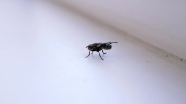 Büyük Gri Sinek Kirli Beyaz Pencerede Oturuyor, Temiz Kanatlar, Pençeler. Odanın içinde uçan bir gübre sineği cesedi. Kırmızı gözlü böcek beyaz arka planda sürünür. İzole edilmiş. Işık. Hijyen.