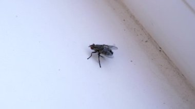 Büyük Gri Sinek Kirli Beyaz Pencerede Oturuyor, Temiz Kanatlar, Pençeler. Odanın içinde uçan bir gübre sineği cesedi. Kırmızı gözlü böcek beyaz arka planda sürünür. İzole edilmiş. Işık. Hijyen.