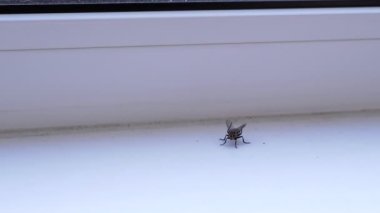 Büyük Gri Sinek Kirli Beyaz Pencerede Oturuyor, Temiz Kanatlar, Pençeler. Odanın içinde uçan bir gübre sineği cesedi. Kırmızı gözlü böcek beyaz arka planda sürünür. İzole edilmiş. Işık. Hijyen.