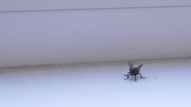 Büyük Gri Sinek Kirli Beyaz Pencerede Oturuyor, Temiz Kanatlar, Pençeler. Odanın içinde uçan bir gübre sineği cesedi. Kırmızı gözlü böcek beyaz arka planda sürünür. İzole edilmiş. Işık. Hijyen.