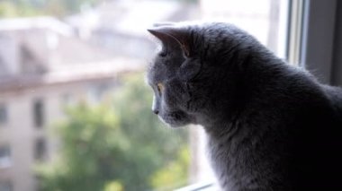Yakından, Meraklı Gri Yumuşak İngiliz Kedisi Pencereden Sokağa Bakıyor. Evcil bir kedinin portresi, evlerin, ağaçların çatılarına bakıyor. Gün ağarırken. Arka plan bulanık. Doğa.