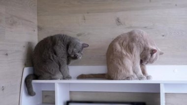 İki pofuduk İngiliz Kedi Dili Yıkama, Yıkama Yüzleri, Pencere kenarında Oturma. Gri safkan hayvanları önemseyen kürke bakar, şafak vakti güneş ışığında yün yalarlar. Rafta. Balkon.