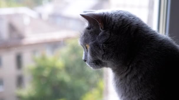 Крупным Планом Любопытный Серый Пушистый Британский Кот Выглядывающий Окно Улицу — стоковое видео