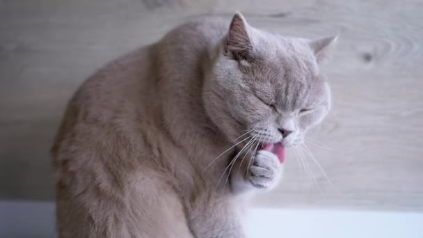 大灰猫毛绒绒大嘴爪子 用舌头清洁泡沫 底部的观点 一只肥胖的纯种家养猫照顾着它的毛皮 高兴地闭上眼睛 — 图库视频影像