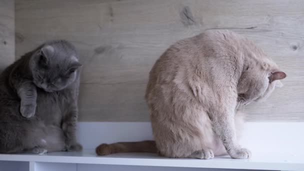 Två Fluffiga Brittiska Katter Tvättar Päls Med Tungor Tvättar Ansikten — Stockvideo