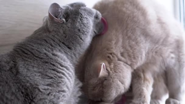 Zamknij Się Dwa Tłuste Puszyste Brytyjskie Koty Umyć Siebie Futra — Wideo stockowe