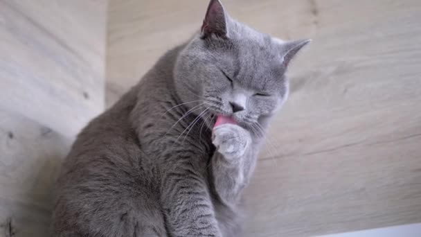 Närbild Porträtt Big Gray Fluffy Cat Licks Paw Washes Cleans — Stockvideo
