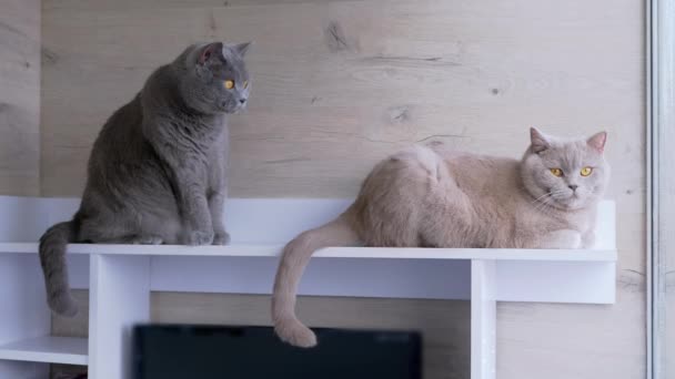 两只灰毛茸茸的英国猫正在巴尔科尼阳光下放松自己 好奇的纯种纯种大猫 长着一双大眼睛 柔软的羊毛 看着窗外 休息一下宠物 — 图库视频影像