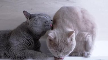 Yakından, İki Şişko İngiliz Kedisi Birbirlerini Dilleriyle Yıkarlar. Gri safkan hayvanları önemserler kürke bakarlar, sabahın köründe bir pencerenin yanında yün yalarlar..