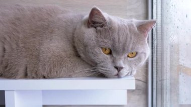 Gri tüylü İngiliz Kedisi Pencere kenarındaki pencere eşiğinde dinleniyor. Yeşil gözlü yorgun kedi balkonda güneş ışığında ısınıyor, pencereden sokağa bakıyor. Yaşam tarzları. Evcil hayvanlar.